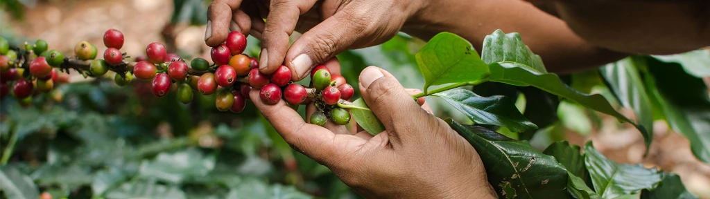 100% HÅLLBART CERT_1600X950.jpg